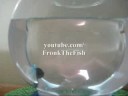 Fronk The Fish