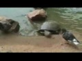 Tortue Pigeon