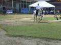 PASO FINO PR DON Q DE PROFETA CAMPEON RESERVADO