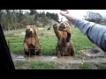 Throw them salmon and they wave at you - so cute!