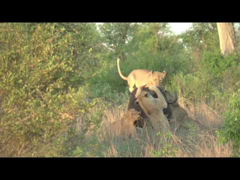 Kruger Park – Lions attacking buffalo