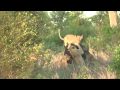 Kruger Park - Lions attacking buffalo