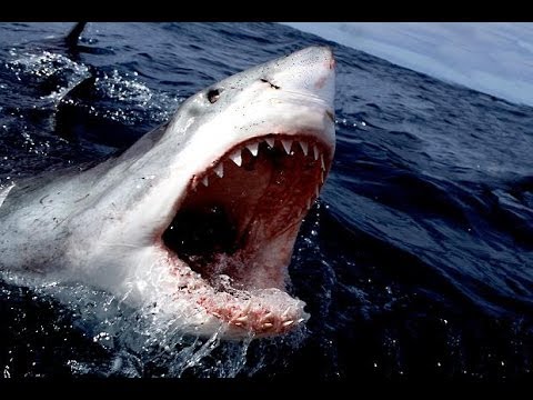 Sharking Tutorial tf2