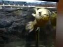 フクちゃん