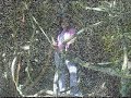 LA BANDA Q MALANDRA-UN DIA RAPELEANDO LA BANDA Q MALANDRA-UN DIA RAPELEANDO
