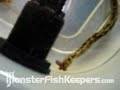 Fresh Water Morays Eels on Hikari Food Sticks
