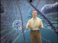 Molecular motors