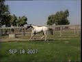 Butterwap Confetti \"Oreo\" Appaloosa Stallion Butterwap Confetti \"Oreo\" Appaloosa Stallion
