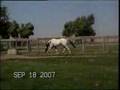 Butterwap Confetti Oreo Appaloosa Stallion