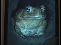 Frog movie
