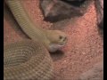 Wilhelma 08/2008 - Teil 5 (Reptilien, reptiles) Wilhelma 08/2008 - Teil 5 (Reptilien, reptiles)