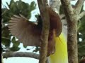 Saxony greater bird of paradise - David Attenborough - BBC wildlife Saxony greater bird of paradise - David Attenborough - BBC wildlife