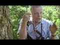Saxony greater bird of paradise - David Attenborough - BBC wildlife