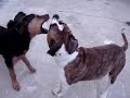 Dog Gang Bang