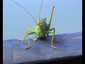 Camping Crickets VidBlog