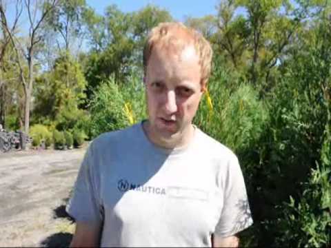 how to fertilize mesquite trees