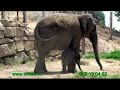 Bebe Elefante en Selwo Aventura Estepona