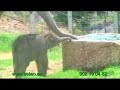 Bebe Elefante en Selwo Aventura Estepona