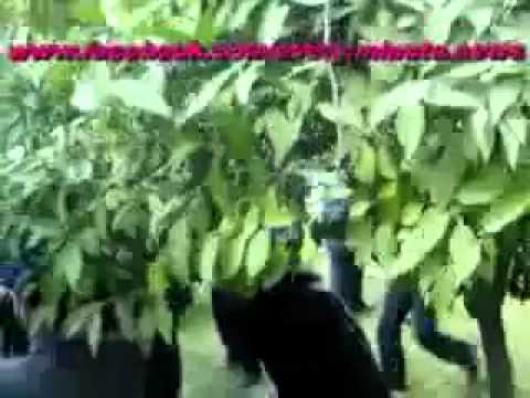 اشجار
