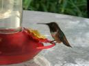 Hummingbird drops in for a quick sip Hummingbird drops in for a quick sip