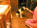 il mio cane