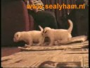 Sealyham Pups 6 weeks old Sealyham Pups 6 weeks old