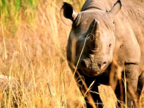 Rhino Poaching in Zimbabwe – Imire radio interview