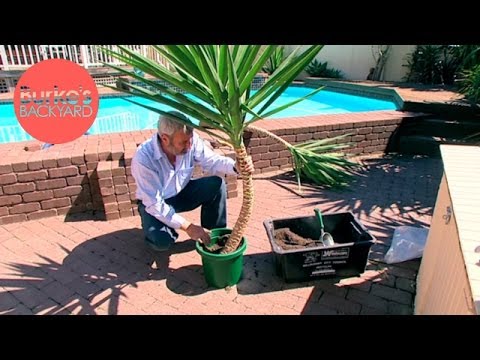 how to transplant yucca cane