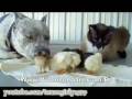 Pitbull chien m�chant ?