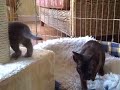 Purrdy's kittens 5 weeks old Dec09