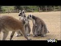 La sauvegarde des Lémuriens au zoo de Champrépus La sauvegarde des Lémuriens au zoo de Champrépus