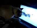 Oscar Worried about YouTube Cats