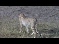 Click here to watch this video cheeta -kenya