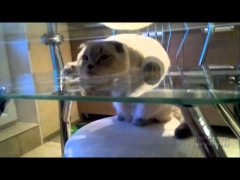 half cat is resting (Г-образный кот)