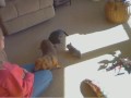 (ONLY IN THE FIRST 3 MINUTES) Lilly (Chihuahua) playing with our new Kitten. Lilly is 4 years old and the kitten is 7 weeks. Thanks for looking...
