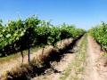 Syrah June 2009