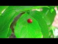 Ladybug exercise Ladybug exercise