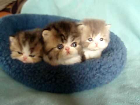 TABBY ^