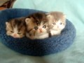 Bi-color Tabby persian kittens