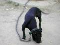 videos de hicksom boy garners com 25% bbb peta 1xw e grch izood e garners frisco