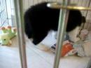 Bolie the border collie Bolie the border collie