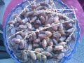 Traiteur Siwar Marrakech Traiteur Siwar Marrakech