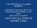 WORLD RECORD Catfish ON PLANNER BOBBER for catfishing for throphy blue catfish part 1