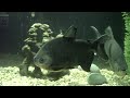 The Pacu
