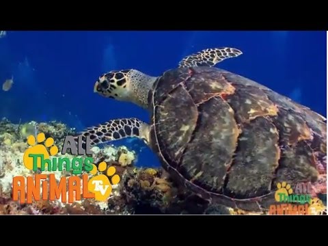 Animal Facts - Lesson 06 - Sea Turtles Thumbnail