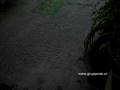 videos de Roma Storm
