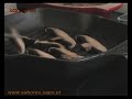 Legumes grelhados com parmes�o