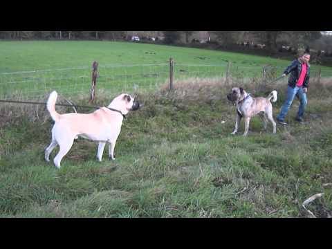 KANGAL