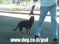 GERMAN SHEPHERD PUPPY KIKI LEV PRAEE GERMAN SHEPHERD PUPPY KIKI LEV PRAEE