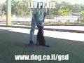GERMAN SHEPHERD PUPPY KIKI LEV PRAEE